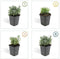 Plants by Frank | 60 Lavendelplanten | Lavandula angustifolia 'Hidcote' | Winterharde bodembedekker planten | tuinplanten | Winterharde vaste planten meerjarig | Winterharde tuinplanten