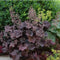 Plants by Frank | 60 Purperklokjes Planten | Heuchera micrantha 'Palace Purple' | Winterharde bodembedekker planten | tuinplanten | Winterharde vaste planten meerjarig | Winterharde tuinplanten