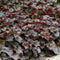 Plants by Frank | 60 Purperklokjes Planten | Heuchera micrantha 'Palace Purple' | Winterharde bodembedekker planten | tuinplanten | Winterharde vaste planten meerjarig | Winterharde tuinplanten