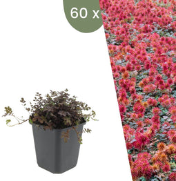 Plants by Frank | 60 Stekelnoot planten | Acaena microphylla 'Kupferteppich' | Winterharde bodembedekker | Winterharde planten voor de tuin | Winterharde vaste planten meerjarig | Winterharde tuinplanten