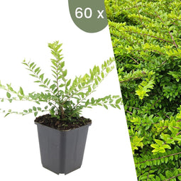 Plants by Frank | 60 Struikkamperfoelie planten | Lonicera nitida 'Maigrün' | Winterharde bodembedekker planten | tuinplanten | Winterharde vaste planten meerjarig | Winterharde tuinplanten