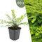 Plants by Frank | 60 Struikkamperfoelie planten | Lonicera nitida 'Maigrün' | Winterharde bodembedekker planten | tuinplanten | Winterharde vaste planten meerjarig | Winterharde tuinplanten