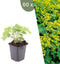 Plants by Frank | 60 Vrouwenmantel Planten | Alchemilla mollis | Winterharde bodembedekker planten | tuinplanten | Winterharde vaste planten meerjarig | Winterharde tuinplanten