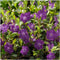 Plants by Frank | 60 Witte Maagdenpalm planten | Vinca minor 'Alba' | Winterharde bodembedekker planten | tuinplanten | Winterharde vaste planten meerjarig | Winterharde tuinplanten