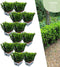 Plants by Frank | 72 Groene Kardinaalsmuts Haagplanten | Euonymus japonicus 'Green Spire' | Buxusvervanger | Winterharde haagplanten | Groenblijvende haag
