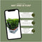 Plants by Frank | 72 Groene Kardinaalsmuts Haagplanten | Euonymus japonicus 'Green Spire' | Buxusvervanger | Winterharde haagplanten | Groenblijvende haag