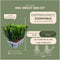 Plants by Frank | 72 Groene Kardinaalsmuts Haagplanten | Euonymus japonicus 'Green Spire' | Buxusvervanger | Winterharde haagplanten | Groenblijvende haag