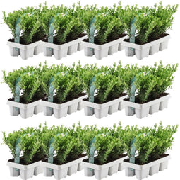 Plants by Frank - 72 hulstplanten winterhard | 72 x Ø7 cm - 15 cm | Ilex crenata Jenny | haagplanten | buxus vervanger | Tuinplanten | Planten