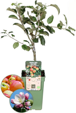 Plants by Frank | Biologische appelboom | 1 x Malus Elstar | 20 cm Ø | 60 cm ↨ | Fruitboom | Biologisch Fruit | Fruitplanten | Fruitbomen | Tuinplanten