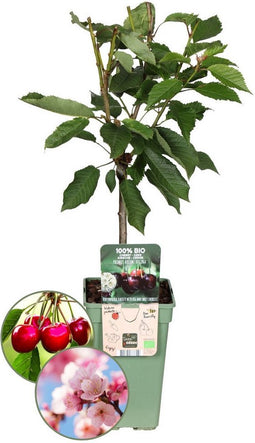 Plants by Frank | Biologische Kersenboom | 1 x Prunus Avium | 20 cm Ø | 60 cm ↨ | Fruitboom | Biologisch Fruit | Fruitplanten | Fruitbomen | Tuinplanten