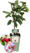 Plants by Frank | Biologische Kersenboom | 1 x Prunus Avium | 20 cm Ø | 60 cm ↨ | Fruitboom | Biologisch Fruit | Fruitplanten | Fruitbomen | Tuinplanten