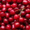 Plants by Frank | Biologische Kersenboom | 1 x Prunus Avium | 20 cm Ø | 60 cm ↨ | Fruitboom | Biologisch Fruit | Fruitplanten | Fruitbomen | Tuinplanten