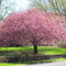 Plants by Frank | Biologische Kersenboom | 1 x Prunus Avium | 20 cm Ø | 60 cm ↨ | Fruitboom | Biologisch Fruit | Fruitplanten | Fruitbomen | Tuinplanten