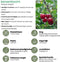 Plants by Frank | Biologische Kersenboom | 1 x Prunus Avium | 20 cm Ø | 60 cm ↨ | Fruitboom | Biologisch Fruit | Fruitplanten | Fruitbomen | Tuinplanten