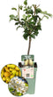 Plants by Frank | Biologische Perenboom | 1 x Pyrus communis | 20 cm Ø | 60 cm ↨ | Fruitboom | Biologisch Fruit | Fruitplanten | Fruitbomen | Tuinplanten