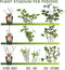 Plants by Frank | Biologische Perenboom | 1 x Pyrus communis | 20 cm Ø | 60 cm ↨ | Fruitboom | Biologisch Fruit | Fruitplanten | Fruitbomen | Tuinplanten