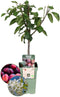 Plants by Frank | Biologische Pruimenboom | 1 x Prunus domestica | 20 cm Ø | 60 cm ↨ | Fruitboom | Biologisch Fruit | Fruitplanten | Fruitbomen | Tuinplanten