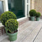 Plants by Frank | echte hulstplant in bolvorm | 1x Ilex crenata 'Jenny' bol 20 cm Ø & 1x bol 25 cm Ø | set van 2 stuks | 20-25 cm Ø diameter | buxusvervanger | Ilex | tuinplanten | planten