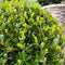 Plants by Frank | echte hulstplant in bolvorm | 1x Ilex crenata 'Jenny' bol 20 cm Ø & 1x bol 25 cm Ø | set van 2 stuks | 20-25 cm Ø diameter | buxusvervanger | Ilex | tuinplanten | planten
