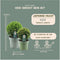 Plants by Frank | echte hulstplant in bolvorm | 1x Ilex crenata 'Jenny' bol 20 cm Ø & 1x bol 25 cm Ø | set van 2 stuks | 20-25 cm Ø diameter | buxusvervanger | Ilex | tuinplanten | planten
