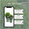 Plants by Frank | echte hulstplant in bolvorm | 1x Ilex crenata 'Jenny' bol 20 cm Ø & 1x bol 25 cm Ø | set van 2 stuks | 20-25 cm Ø diameter | buxusvervanger | Ilex | tuinplanten | planten