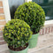 Plants by Frank | echte hulstplant in bolvorm | 1x Ilex crenata 'Jenny' bol 20 cm Ø & 1x bol 25 cm Ø | set van 2 stuks | 20-25 cm Ø diameter | buxusvervanger | Ilex | tuinplanten | planten