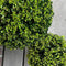 Plants by Frank | echte hulstplant in bolvorm | 1x Ilex crenata 'Jenny' bol 20 cm Ø & 1x bol 25 cm Ø | set van 2 stuks | 20-25 cm Ø diameter | buxusvervanger | Ilex | tuinplanten | planten