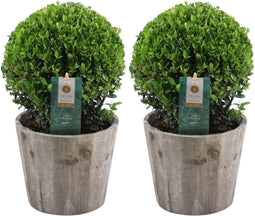 Plants by Frank | echte hulstplant in bolvorm | 2x Ilex crenata 'Jenny' bol in houten pot | set van 2 stuks | 20 cm Ø diameter | buxusvervanger | Ilex | tuinplanten | buxus | planten