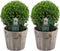 Plants by Frank | echte hulstplant in bolvorm | 2x Ilex crenata 'Jenny' bol in houten pot | set van 2 stuks | 20 cm Ø diameter | buxusvervanger | Ilex | tuinplanten | buxus | planten