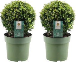 Plants by Frank | echte hulstplant in bolvorm | 2x Ilex crenata 'Jenny' bol | set van 2 stuks | 20 cm Ø diameter | buxusvervanger | Ilex | tuinplanten | buxus | planten