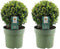 Plants by Frank | echte hulstplant in bolvorm | 2x Ilex crenata 'Jenny' bol | set van 2 stuks | 20 cm Ø diameter | buxusvervanger | Ilex | tuinplanten | buxus | planten