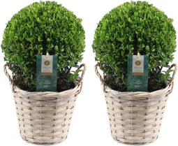 Plants by Frank | echte hulstplant in bolvorm | 2x Ilex crenata 'Jenny' bol in rietenmand | set van 2 stuks | 20 cm Ø diameter | buxusvervanger | Ilex | tuinplanten | buxus | planten