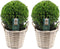 Plants by Frank | echte hulstplant in bolvorm | 2x Ilex crenata 'Jenny' bol in rietenmand | set van 2 stuks | 20 cm Ø diameter | buxusvervanger | Ilex | tuinplanten | buxus | planten