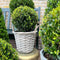 Plants by Frank | echte hulstplant in bolvorm | 2x Ilex crenata 'Jenny' bol in rietenmand | set van 2 stuks | 20 cm Ø diameter | buxusvervanger | Ilex | tuinplanten | buxus | planten