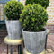 Plants by Frank | echte hulstplant in bolvorm | 2x Ilex crenata 'Jenny' bol in houten pot | set van 2 stuks | 20 cm Ø diameter | buxusvervanger | Ilex | tuinplanten | buxus | planten