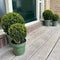 Plants by Frank | echte hulstplant in bolvorm | 2x Ilex crenata 'Jenny' bol | set van 2 stuks | 20 cm Ø diameter | buxusvervanger | Ilex | tuinplanten | buxus | planten