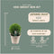 Plants by Frank | echte hulstplant in bolvorm | 2x Ilex crenata 'Jenny' bol in rietenmand | set van 2 stuks | 20 cm Ø diameter | buxusvervanger | Ilex | tuinplanten | buxus | planten
