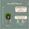 Plants by Frank | echte hulstplant in bolvorm | 2x Ilex crenata 'Jenny' bol in houten pot | set van 2 stuks | 20 cm Ø diameter | buxusvervanger | Ilex | tuinplanten | buxus | planten