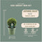 Plants by Frank | echte hulstplant in bolvorm | 2x Ilex crenata 'Jenny' bol | set van 2 stuks | 20 cm Ø diameter | buxusvervanger | Ilex | tuinplanten | buxus | planten