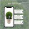 Plants by Frank | echte hulstplant in bolvorm | 2x Ilex crenata 'Jenny' bol in rietenmand | set van 2 stuks | 20 cm Ø diameter | buxusvervanger | Ilex | tuinplanten | buxus | planten