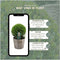 Plants by Frank | echte hulstplant in bolvorm | 2x Ilex crenata 'Jenny' bol in houten pot | set van 2 stuks | 20 cm Ø diameter | buxusvervanger | Ilex | tuinplanten | buxus | planten