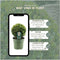 Plants by Frank | echte hulstplant in bolvorm | 2x Ilex crenata 'Jenny' bol | set van 2 stuks | 20 cm Ø diameter | buxusvervanger | Ilex | tuinplanten | buxus | planten