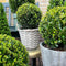 Plants by Frank | echte hulstplant in bolvorm | 2x Ilex crenata 'Jenny' bol in rietenmand | set van 2 stuks | 20 cm Ø diameter | buxusvervanger | Ilex | tuinplanten | buxus | planten
