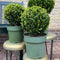 Plants by Frank | echte hulstplant in bolvorm | 2x Ilex crenata 'Jenny' bol | set van 2 stuks | 20 cm Ø diameter | buxusvervanger | Ilex | tuinplanten | buxus | planten