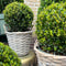 Plants by Frank | echte hulstplant in bolvorm | 2x Ilex crenata 'Jenny' bol in rietenmand | set van 2 stuks | 20 cm Ø diameter | buxusvervanger | Ilex | tuinplanten | buxus | planten