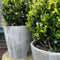 Plants by Frank | echte hulstplant in bolvorm | 2x Ilex crenata 'Jenny' bol in houten pot | set van 2 stuks | 20 cm Ø diameter | buxusvervanger | Ilex | tuinplanten | buxus | planten