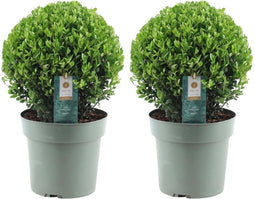 Plants by Frank | Echte hulstplant in bolvorm XL | 2x Ilex crenata 'Jenny' bol XL | set van 2 stuks | 25 cm Ø diameter | buxusvervanger | Ilex | tuinplanten | buxus | planten