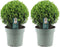 Plants by Frank | Echte hulstplant in bolvorm XL | 2x Ilex crenata 'Jenny' bol XL | set van 2 stuks | 25 cm Ø diameter | buxusvervanger | Ilex | tuinplanten | buxus | planten