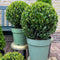 Plants by Frank | Echte hulstplant in bolvorm XL | 2x Ilex crenata 'Jenny' bol XL | set van 2 stuks | 25 cm Ø diameter | buxusvervanger | Ilex | tuinplanten | buxus | planten