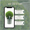 Plants by Frank | Echte hulstplant in bolvorm XL | 2x Ilex crenata 'Jenny' bol XL | set van 2 stuks | 25 cm Ø diameter | buxusvervanger | Ilex | tuinplanten | buxus | planten